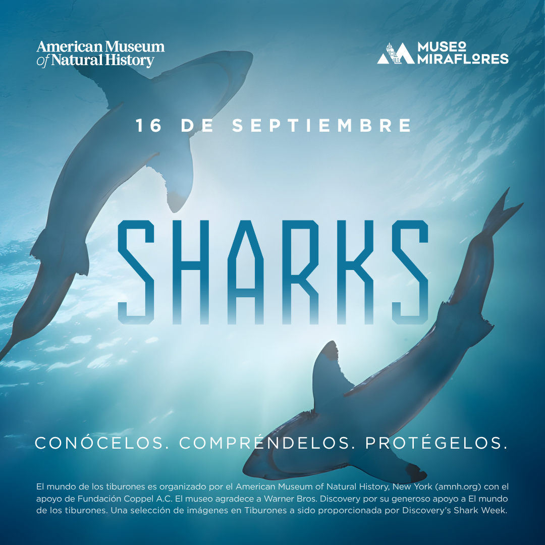 Afiche de SHARKS